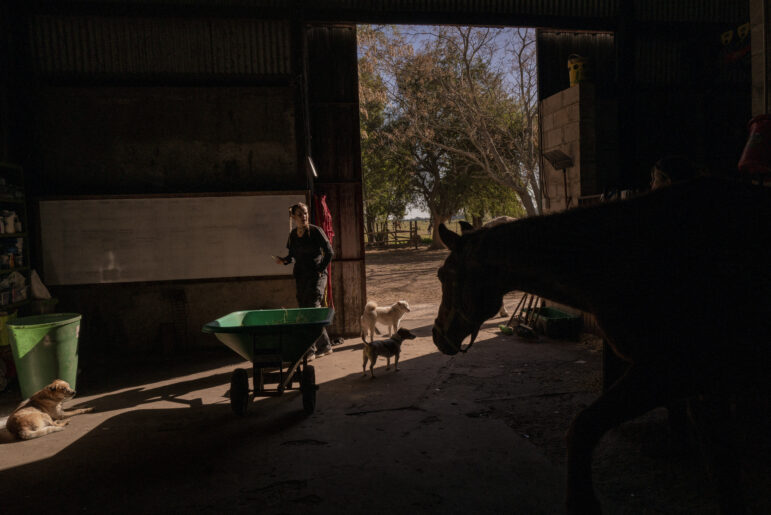 Many of the injured horses were taken to a rehabilitation center, where they were operated on if necessary, and nursed back to health. Image: Courtesy of Anita Pouchard Serra / Revista Gatopardo